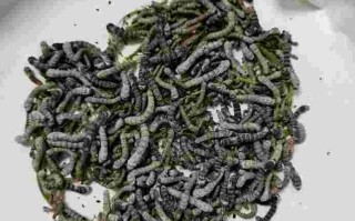 白蚕美白玉容膏的作用白蚕美白玉容膏