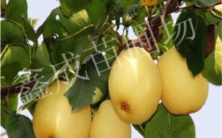 黄金梨品种介绍,黄金梨产地