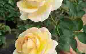 黄金渔场笔趣阁无弹窗黄金遁无弹窗