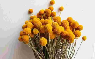 黄金球细菌感染有什么症状黄金球