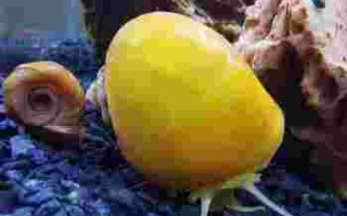 黄金螺,黄金螺能清理鱼缸吗