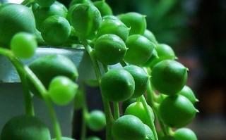 有人养过珍珠吊兰吗？怎么养？