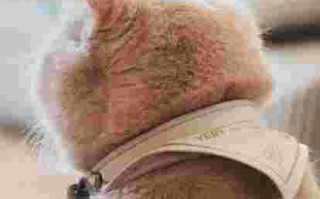 墨尔本的翡翠剧场版,墨尔本的翡翠剧场版歌词