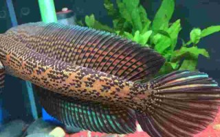 钱龙黄金眼八千多的怎么样,钱龙黄金眼全景版