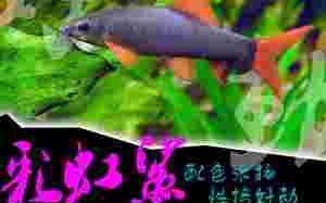 软黄金鱼,软黄金鱼籽是什么鱼