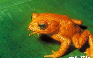 再也看不到的11种动物:金蟾蜍惊艳世界From GRosifu(转载)