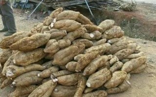 农家小院地面离奇裂开，老汉挖出500斤巨型葛根欲卖百万，葛根真的这么贵吗？