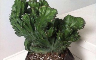 麒麟植物怎么养？