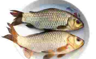 黄金鲫鱼与鲫鱼哪个好吃,黄金鲫鱼