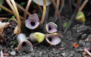 金耳环植物图片大全,金耳环植物图片