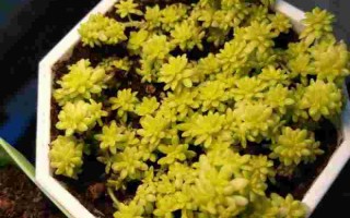 黄金草嗷嗷叫的作用与功效黄金草