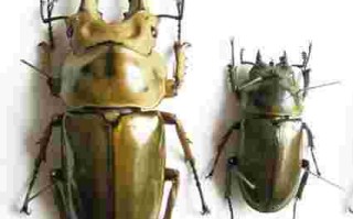 黄金鬼锹甲对战独角仙,黄金鬼锹