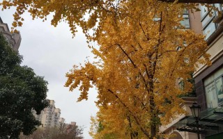 黄金城道,黄金城道房价