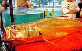 黄金猛鱼巨骨舌鱼vs鳄雀鳝