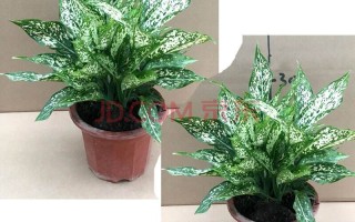 绿翡翠皇后养护知识绿翡翠绿植的养护