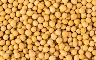 百粒重40克的黄豆种有哪些品种？