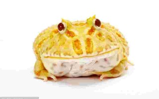 黄金角蛙黄金角蛙吃什么