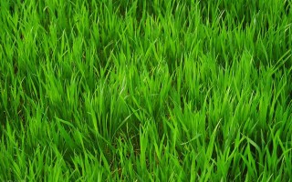 带双马尾翡翠手镯价格的简单介绍