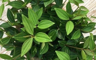 钻石翡翠植物的价格钻石翡翠烂根怎么处理