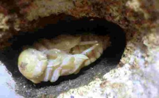 黄金鬼锹甲虫的特征黄金鬼锹甲