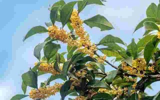 避孕环有几种类型,哪种最好哪种最好