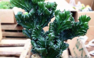 玉麒麟肉植怎么就知道已经缺水了？