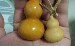 手捻葫芦一般要盘玩多久比较好？