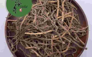 草药金耳环图片作用主治的简单介绍