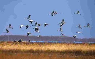 拥抱黄金飞翔剧情介绍,拥抱黄金飞翔