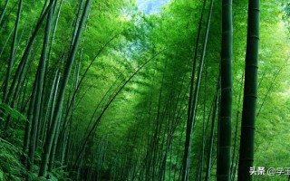 瘦翡翠知识图解翡翠种类和图解