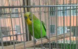 虎皮翡翠价格,糯种豆绿翡翠手镯