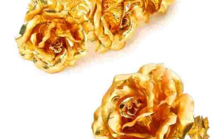 黄金玫瑰,黄金玫瑰花图片