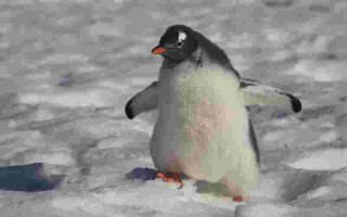 南极企鹅发现ddt,南极发现全球首只黄金企鹅