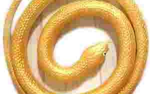 黄金眼镜蛇雷龙吃什么黄金眼镜蛇