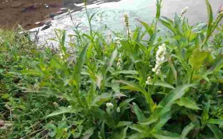 耳环根这草药有什么作用的简单介绍