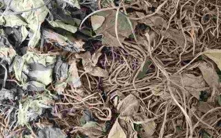 野生金耳有什么作用野生金耳环图片