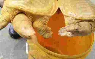 黄金鳖黄金鳖价格多少一斤