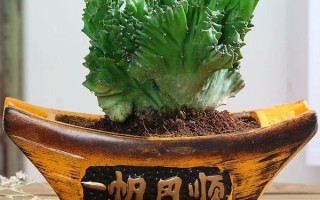 玉麒麟怎么养殖？