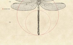 黄金分割比的由来黄金分割比