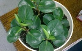 水培碧玉怎么养?