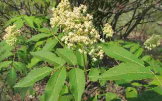 接骨木眼霜配方接骨木眼霜