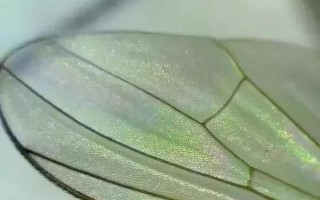 未抛光翡翠原石,翡翠毛料原石