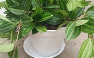 钻石翡翠绿植钻石翡翠植物价格