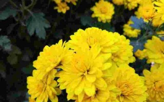 冲天香阵透长安满城尽带黄金甲描写的是哪种植物冲天香阵透长安满城尽带黄金甲