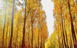 黄金路国语黄金路电视剧全集在线免费完整版