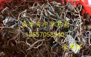 金耳环中药金耳环中药百科