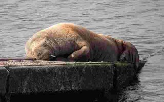 海象翡翠知识分享的简单介绍