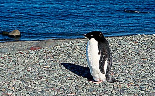 关于南极发现黄金企鹅的信息