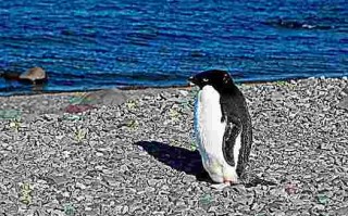 关于南极发现黄金企鹅的信息