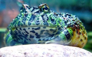 黄金角蛙寿命,黄金角蛙吃鱼饲料吗